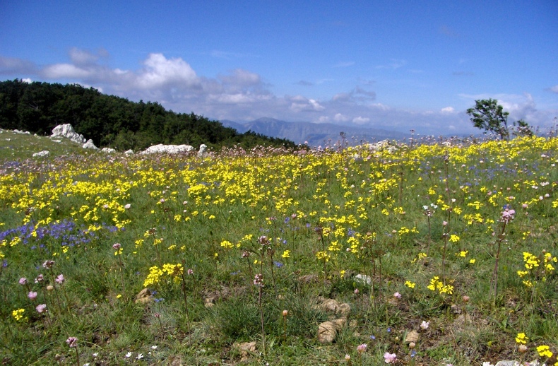 Linum capitatum subsp. serrulatum